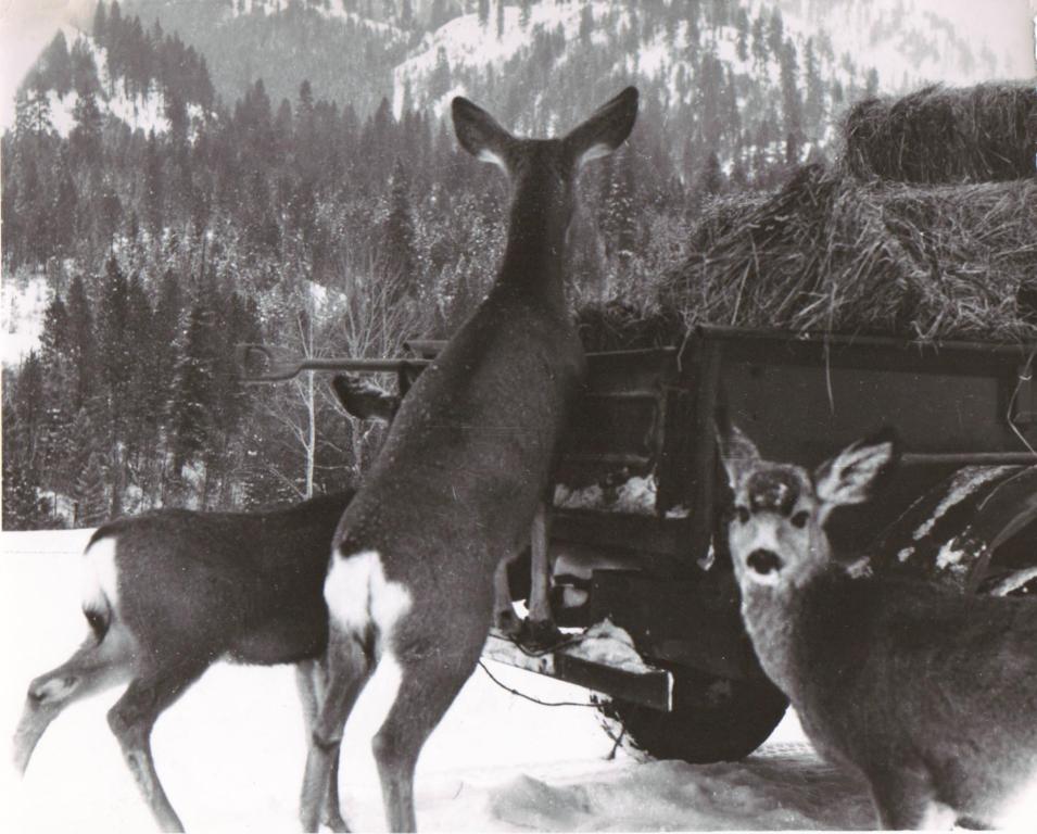 elk7